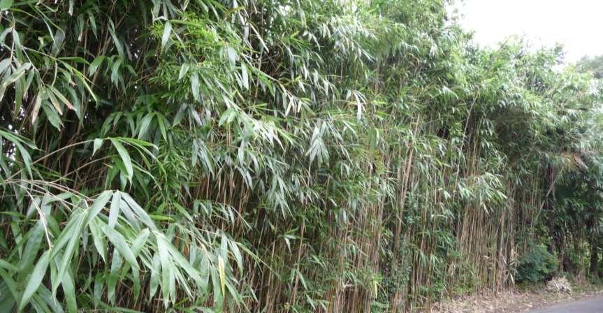 Pseudosasa japonica https://upload.wikimedia.org/wikipedia/commons/d/d2/pseudosasa_japonica7.jpg Namazu-tron (CC BY-SA 3.