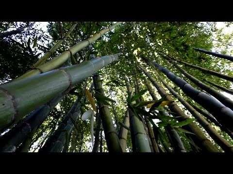 Bamboo: The Miracle Plant