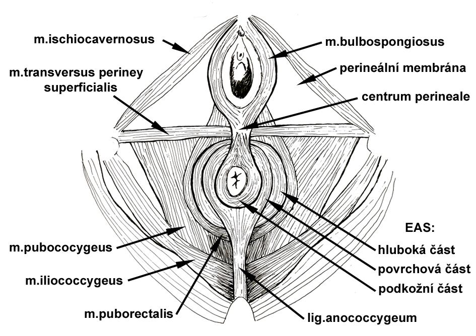 vnitřního análního sfinkteru (IAS). IAS se na úrovni anorektální junkce stáčí dopředu směrem k zadní stěně pochvy. Obr. 3 Svaly perinea Inervace Pudendální nerv inervuje většinu perinea.