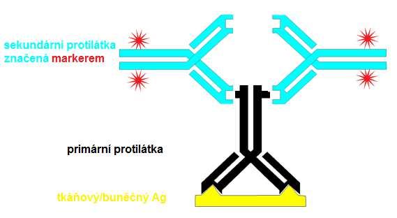 U nepřímých metod zůstává primární protilátka nekonjugovaná a je specifická proti určitému Ag ve tkáni. Dalším krokem následuje sekundární protilátka proti primární protilátce.