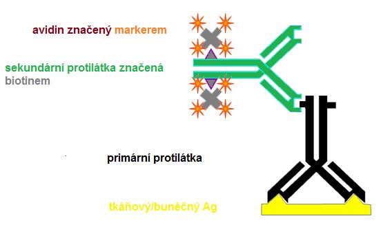 biotinových konjugátů. Avidin má tisíckrát silnější vazbu k biotinu než Ab k Ag. Nachází se ve vejcích plazů, ptáků a obojživelníků. Avidin může být nahrazen streptavidinem.