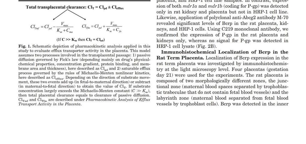 protein (BCRP/ABCG2) in dually