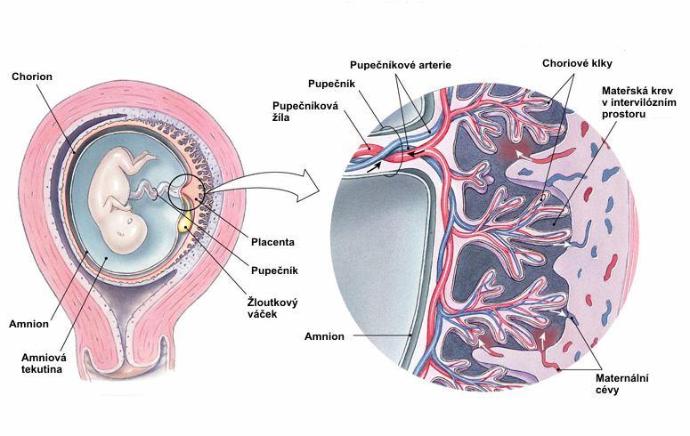Úvod a cíle práce 1 Struktura a funkce placenty Placenta je orgán diskovitého tvaru, který přivádí do těsné blízkosti krevní oběhy matky a plodu a zároveň zabraňuje jejich smísení.