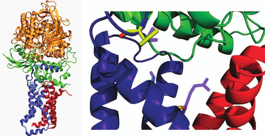 ..80 RPLSPHITIYSWSLPMAMSICHRGTGIALS ------F----------------------- ------------------A----------- ----------------------C------- SDHD S68A I56F R72C Figure 1 Amino-acid substitutions in the Q p site