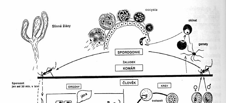 Obr. č. 2: Biologický cyklus plasmodií Po průniku plasmodií do erytrocytů začíná druhá část jejich asexuálního vývoje, zvaná erytrocytární schizogonie. V této fázi vznikají tzv. E schizonti (E formy).