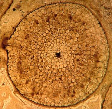 T r a c h e o p h y t a Rhyniopsida = Paratracheophyta cévní svazky ( protostélé ), jednoduché nelignifikované cévice