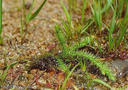 15 / 400 Lycopodium