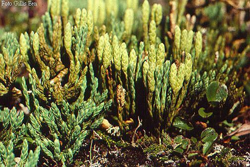 Lycopodium clavatum