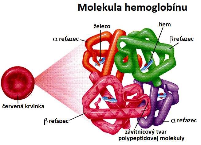 Červené krvinky (erytrocyty) funkcia: prenos dýchacích plynov HEMOGLOBÍN Väzby hemoglobínu a plynov: oxyhemoglobín = hemoglobín + O 2 karbaminohemoglobín = hemoglobín + CO 2 karboxyhemoglobín =
