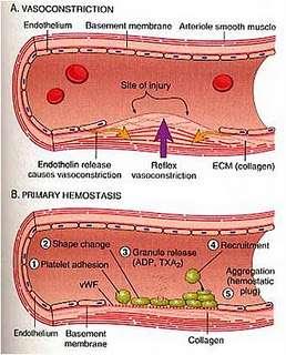 Zastavenie krvácania = HEMOSTÁZA 1. Vazokonstrikcia = zúženie cievy v mieste poranenia (hladké svaly), zároveň rýchly pokles krvného tlaku (odtok časti krvi cievnymi spojkami) 2.