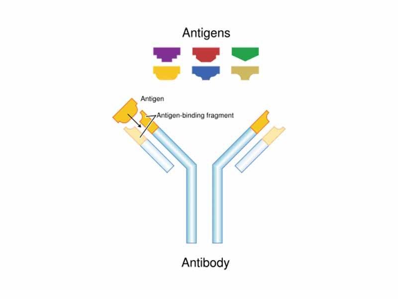Ag - Ab hypervariabilní oblasti - antigen vazebná aktivita