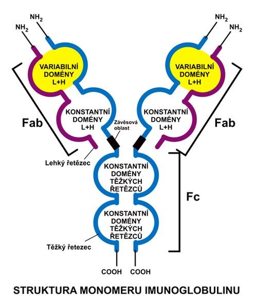 php/soubor:imunoglobulin.png#filelinks http://www.wikipremed.