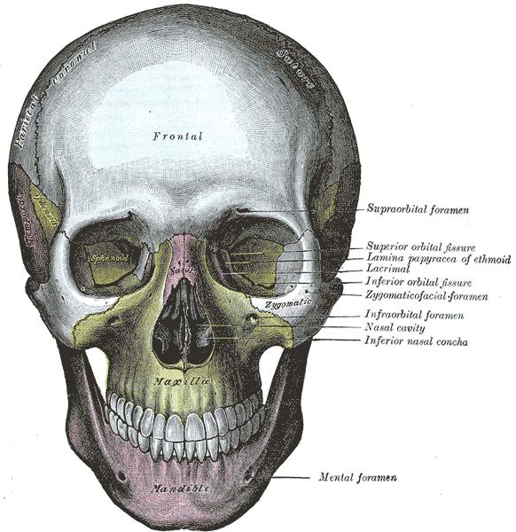 Obličejová část lebky: (splanchnocranium) horní čelist (maxilla) nosní kost