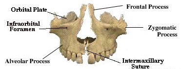 Horní čelist:(maxilla )