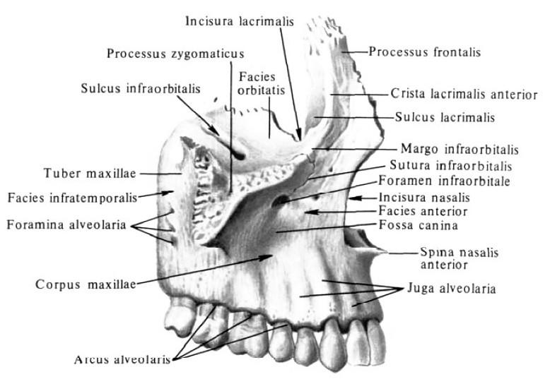c) facies anterior foramen infraorbitale (canales alveolares s nervově-cévními svazky) fossa canina (nad kořenem