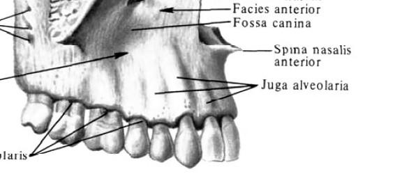Processus zygomaticus maxillae trojboký výběžek těla maxily spojuje s lícní kostí Processus