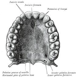 Processus palatinus 3/4 tvrdého patra (palatum durum) sutura palatina mediana sutura