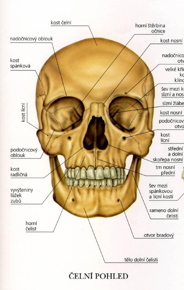 Nosní kost: (os nasale) párové tenké kostní