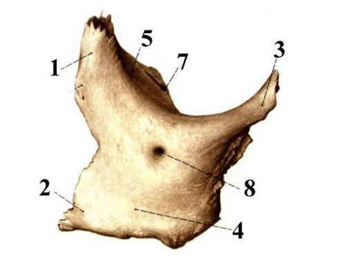 Lícní kost: (os zygomaticum) ohraničení dna a laterální