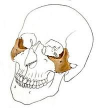 tři plochy facies orbitalis 5, facies lateralis (malaris) 4