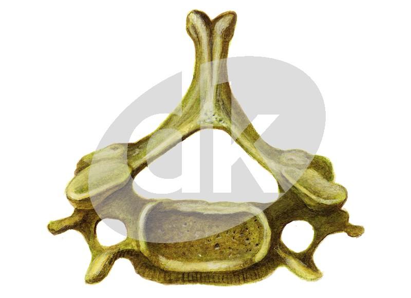 Krční obratle (vertebrae cervicales, zkratka C1-7) Corpus - nejmenší, nízký Foramen vertebrale
