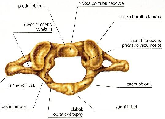 Nosič (atlas C1): arcus anterior et posterior atlantis Arcus anterior - má na přední ploše tuberculum anterius, na zadní ploše fovea dentis Arcus posterior tuberculum posterius