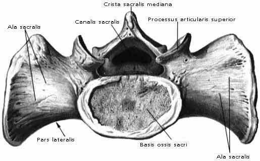 4. Basis vstup do canalis sacralis S1 prominuje ventrálně do