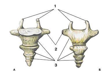 Kostrční kost (os coccygis, Co1-(4-5)) 4 5 rudimentárních kostrčních obratlů.
