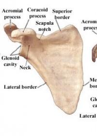 Lopatka (scapula ): Facies costalis, facies dorsalis Margo medialis, lateralis, superior Angulus superior, inferior, lateralis