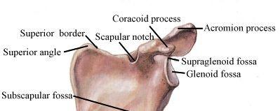 Facies dorsalis spina scapulae dvě jámy fossa supraspinata, fossa infraspinata, nadpažkem (acromion) - facies