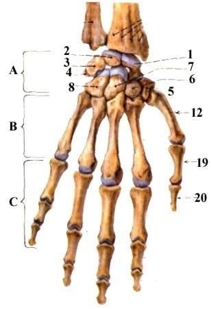 Kosti ruky: (ossa manus) rozdělena do tří oddílů
