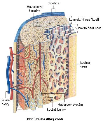 Stavba kosti Periosteum - zevní vrstva fibrózní, vnitřní kambiová.