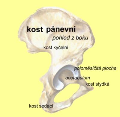 Pletenec dolní končetiny: (cingulum membri inferioris) dvě pánevní kosti, kontakt s