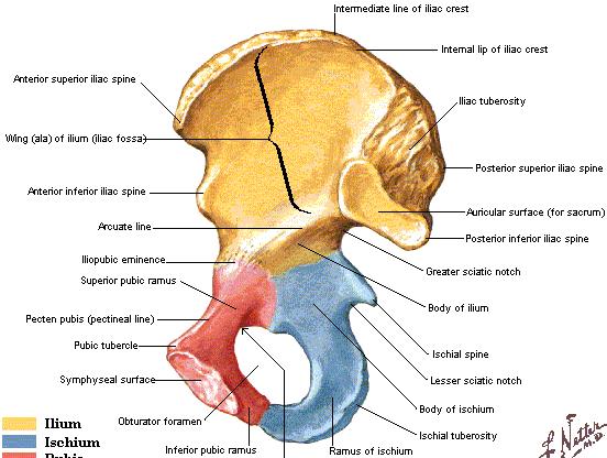Kyčelní kost (os ilium): corpus ossis ilii ala ossis ilii fossa iliaca facies auricularis (os sacrum) sulcus praeauricularis (variabilní,zvláště u žen, které rodily)