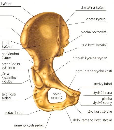 Stydká kost: (os pubis) corpus ossis pubis, ramus superior ossis pubis ramus inferior ossis pubis.