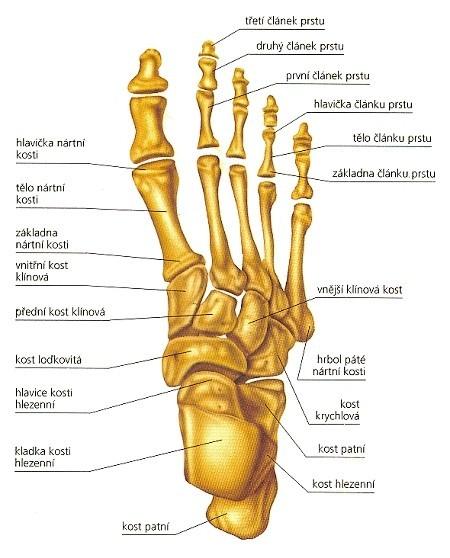 Loďkovitá kost (os naviculare) distálně - má tři ploché fasety pro spojení s klínovými kostmi. med.