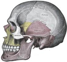 Lebka: (cranium) Schránka pro mozek a smyslové orgány dělíme na: a)
