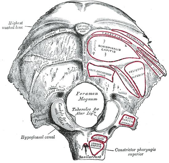 Postranní části: (partes laterales) condyli occipitales canalis hypoglossalis fossa condylaris canalis condylaris (pro žilní spojky) sulcus sinus sigmoidei