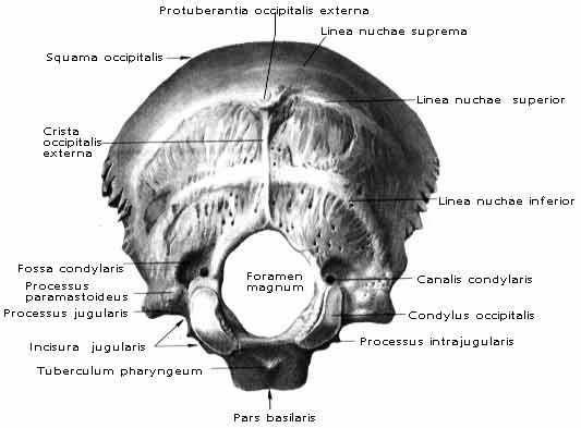 Šupina týlní kosti - dorsálně: (squama occipitalis) protuberantia occipitalis externa
