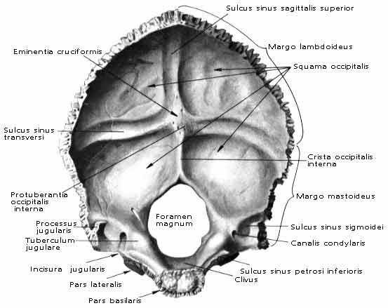 Šupina týlní kosti - ventrálně: (squama occipitalis) margo