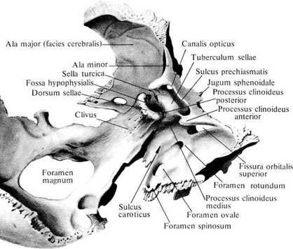 Tělo klínové kosti - dorsalně: (corpus ossis sphenoidalis) tvar krychle sella turcica fossa hypophysialis dorsum