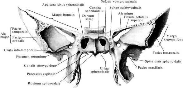 Tělo klínové kosti - ventrálně: (corpus ossis sphenoidalis) crista sphenoidalis rostrum sphenoidale (pro spojení s vomerem) apertura sinus