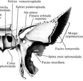 Velká křídla: (alae majores ossis sphenoidalis ) při jejich odstupu od těla foramen rotundum (pro prostup n.