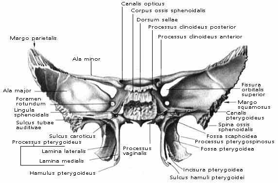 Křídlaté výběţky: (processus pterygoidei ossis sphenoidalis) odstupují z kaudalního okraje těla lamina medialis lamina