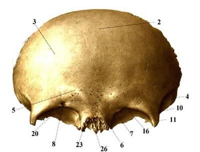 Šupina čelní kosti: (squama frontalis) čelní hrboly - tubera frontalia