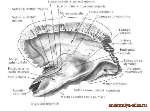 Pars petrosa: (os petrosum, pyramis ) trojboký hranol a) facies anterior apex pyramidis impressio trigeminalis canalis caroticus
