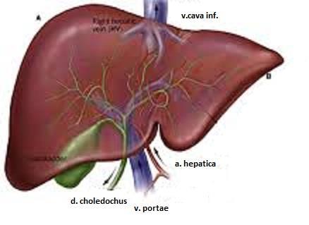 Porta hepatis vstupují do jater a.