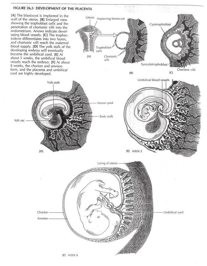 Placenta