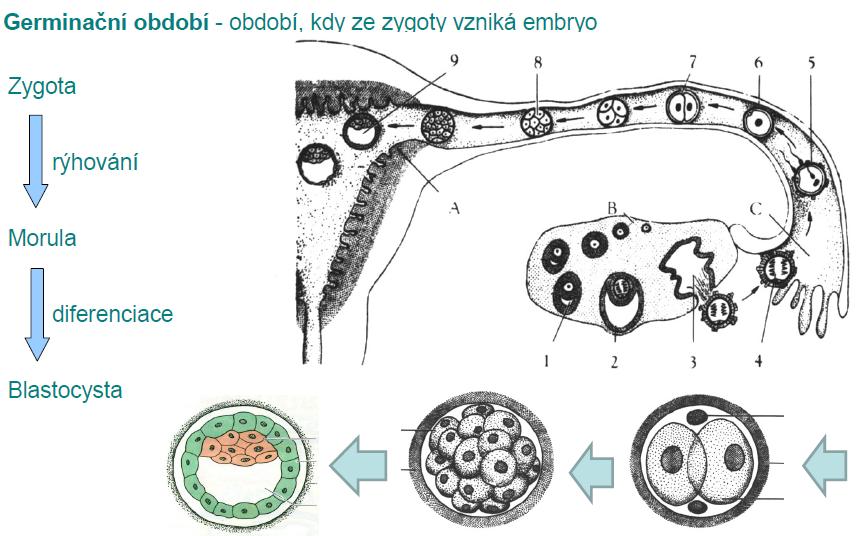 Oplodnění