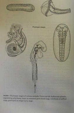 metodická vsuvka &Fylogenetický význam ontogenetických znaků: ontogenetické transformace - jediná cesta k fenotypické fixaci apomorfie von Baer (1848), E.